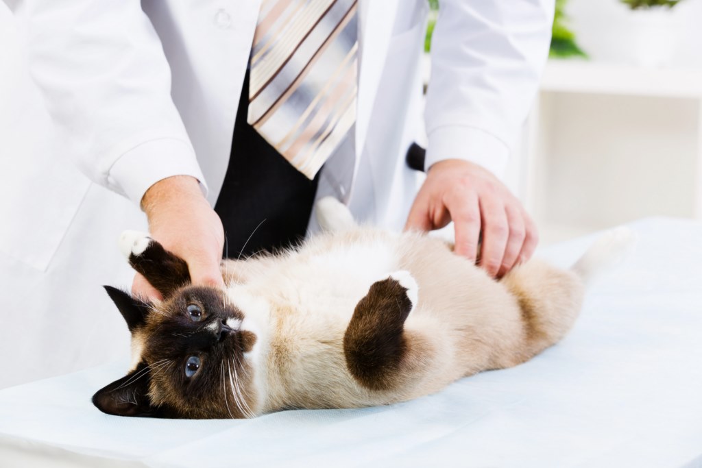 chat vétérinaire clinique