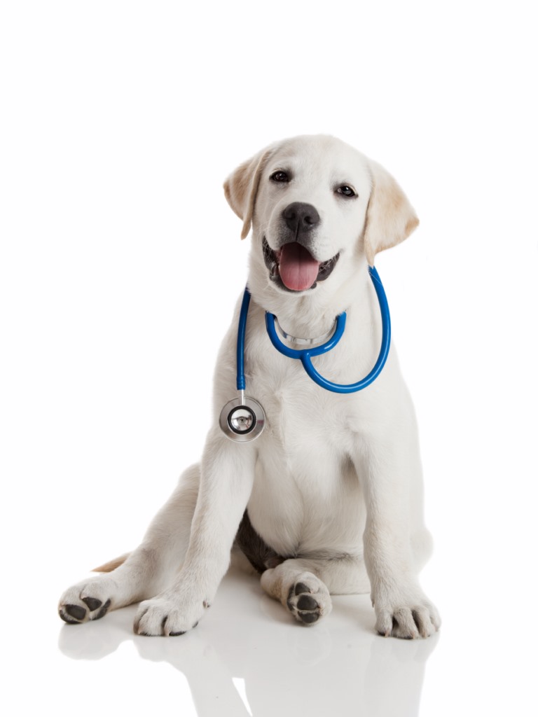 chien clinique vétérinaire