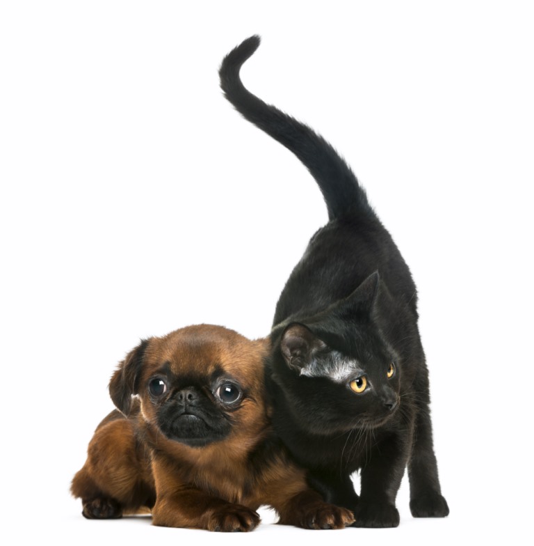 chien et chat vétérinaire